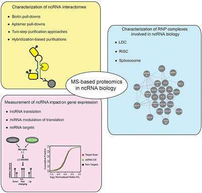 Mass Spectrometry-Based Proteomics to Unveil the Non-coding RNA World